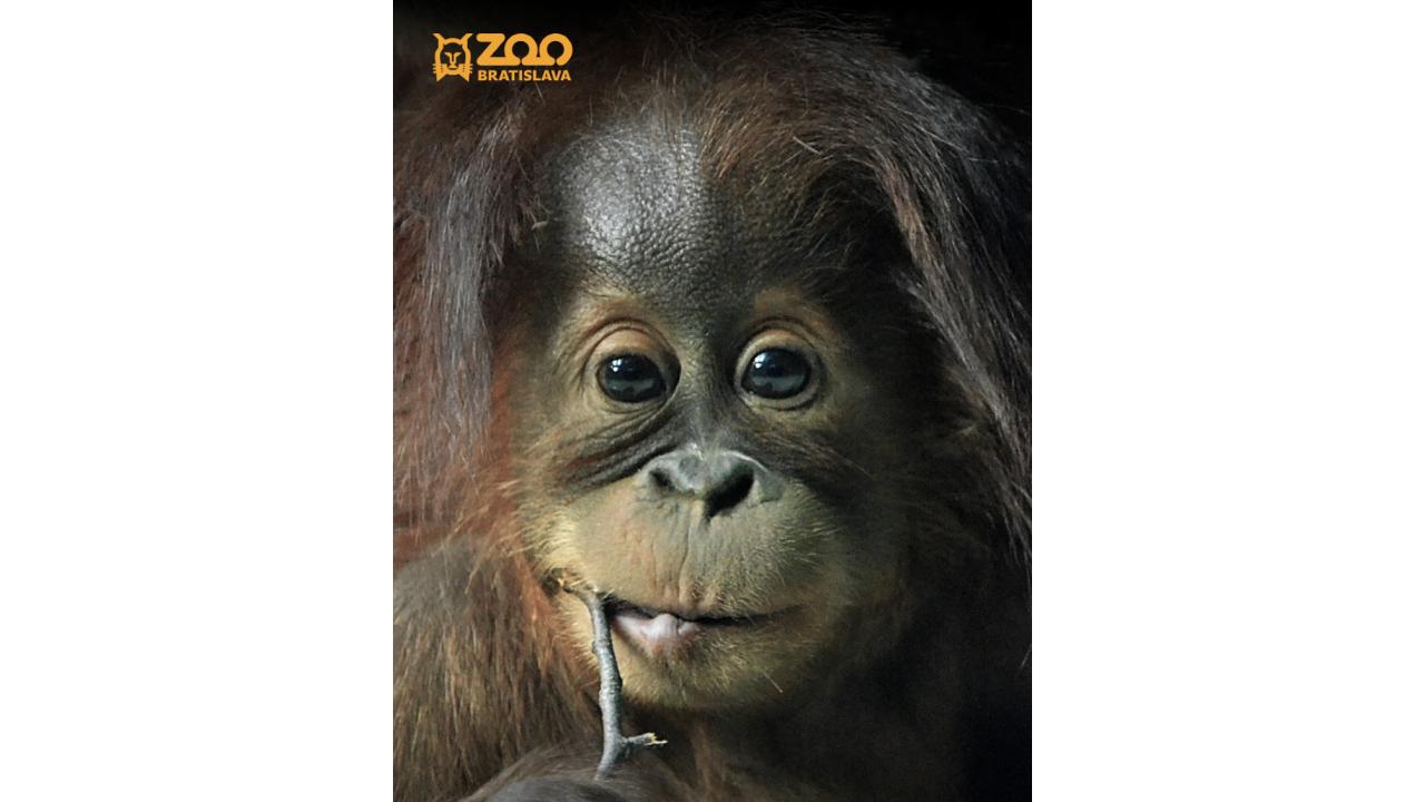 Zoologická záhrada Bratislava